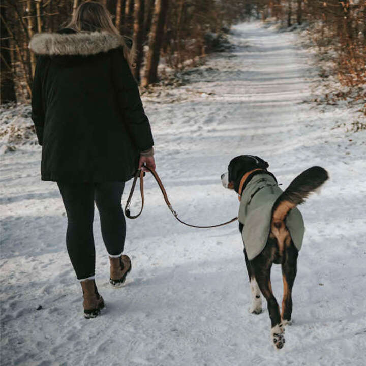 hund tragt hundemantel 1 (1)